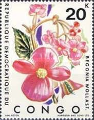 Begonia Wollast