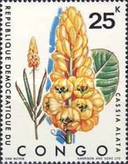 Cassia alata