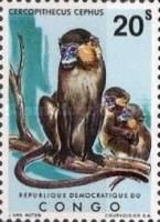 Moustached Monkey (Cercopithecus cephus)