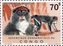 De Brazza's Monkey (Cercopithecus neglectus)