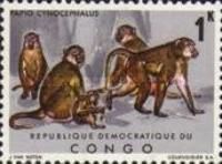Yellow Baboon (Papio cynocephalus)