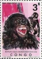 Bonobo (Pan paniscus)