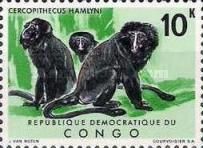 Hamlyn's Monkey (Cercopithecus hamlyni)
