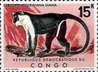 Diana Monkey (Cercopithecus diana)