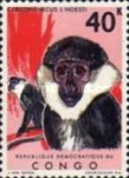L'Hoest's Monkey (Cercopithecus l’hoesti)