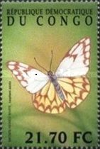 Brown-veined White (Anaphaeis aurota)