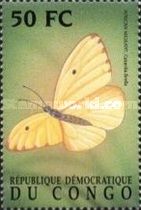 African Migrant (Catopsilia florella)