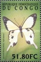African Swallowtail (Papilio dardanus)