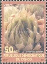 Aworthia cooperi