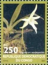 Angraecum sesquipedale