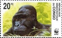 Eastern Lowland Gorilla (Gorilla gorilla graueri)