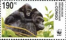 Eastern Lowland Gorilla (Gorilla gorilla graueri)