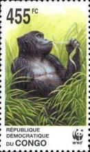 Eastern Lowland Gorilla (Gorilla gorilla graueri)