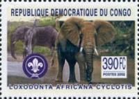 African Elephant (Loxodonta africana)