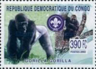 Western Gorilla (Gorilla gorilla)