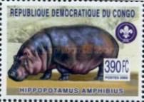 Hippopotamus amphibius