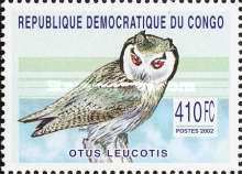 Northern White-faced Owl (Otus leucotis)