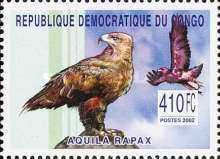 Tawny Eagle (Aquila rapax)