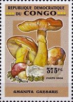 Caesar's Mushroom (Amanita caesare)