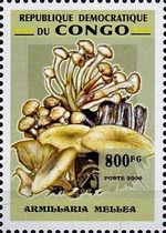Honey Fungus (Armillaria mellea)