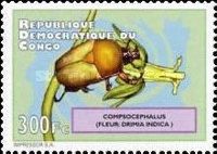 Compsocephalus