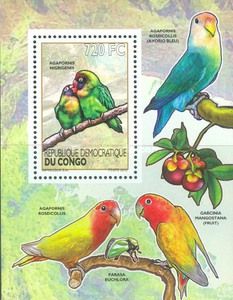 Agapornis nigrigenis