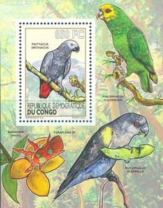 Grey Parrot (Psittacus erithacus)