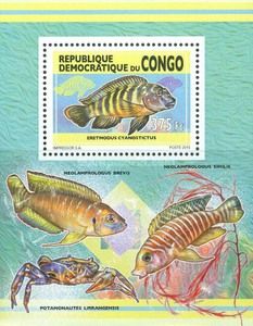 Eretmodus cyanostictus