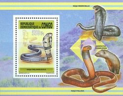 Forest Cobra (Naja melanoleuca)