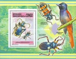 Anthia sexmaculata
