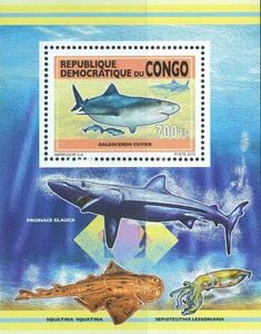 Tiger Shark (Galeocerdo cuvier)