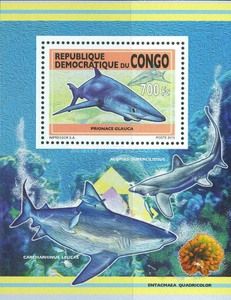 Blue Shark (Prionace glauca)