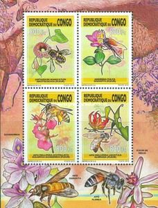 Andrena fulva & Dissotis sp.