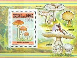 Amanita muscaria