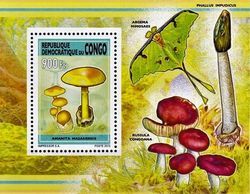 Amanita masasiensis