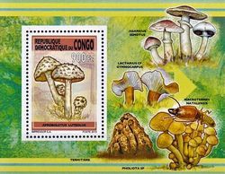 Afroboletus luteolus