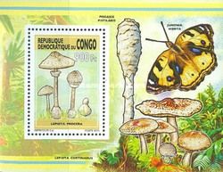 Lepiota procera