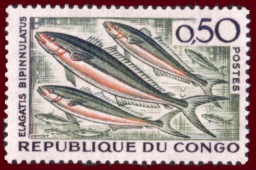 Rainbow Runner (Elagatis bipinnulatus)