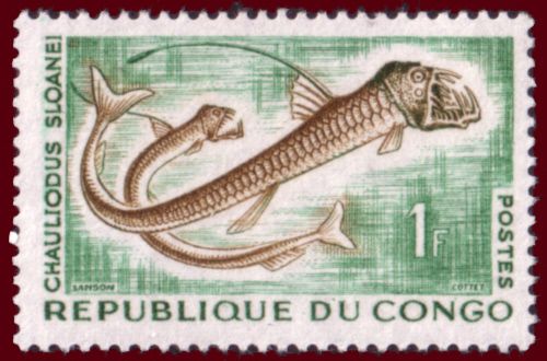 Sloane's Viperfish (Chauliodus sloani)