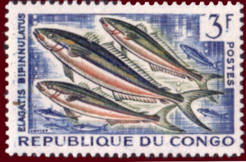 Rainbow Runner (Elagatis bipinnulatus)