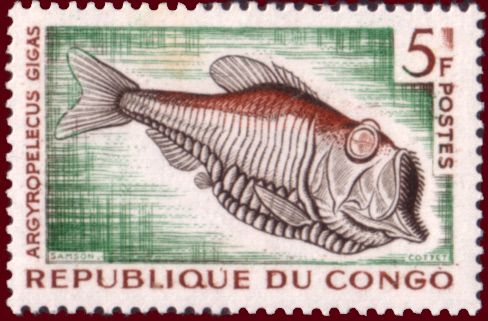 Greater Silver Hatchetfish (Argyropelecus gigas)