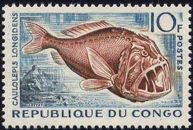 Common Fangtooth (Caulolepis longidens)