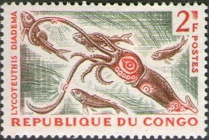 Crowned Firefly Squid (Lycoteuthis lorigera)