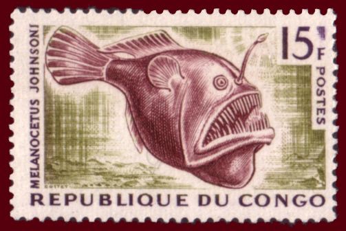 Humpback Anglerfish (Melanocetus johnsoni)