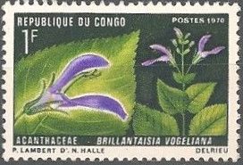 Brillantaisia vogeliana