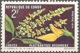 Plectranthus decurrens