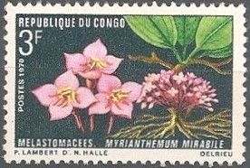 Myrianthemum mirabile