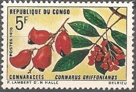Connarus Griffonianus