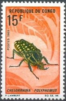 Giant African Fruit Beetle (Chelorrhina polyphemus)