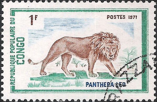 Lion (Panthera leo)